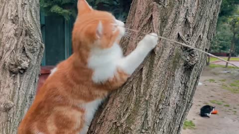 Cat Climbing on Tree. Funny Cute Cat Video
