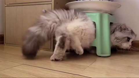 Kittens perform a stool drill for everyone