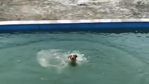 Cute dog sliding into a waterslide