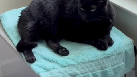 Adopting a Cat from a Shelter Vlog - Cute Precious Piper Makes Her Spa Better Than Others #shorts