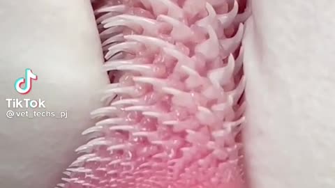 Up Close of Cat's Tongue