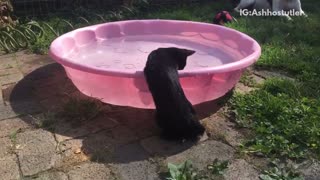 Black cat by pink pool gets scared by finger poke