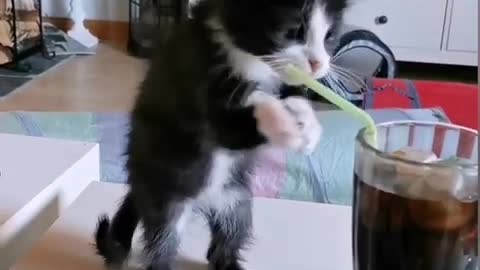 Kitten cat try starw to eat soda