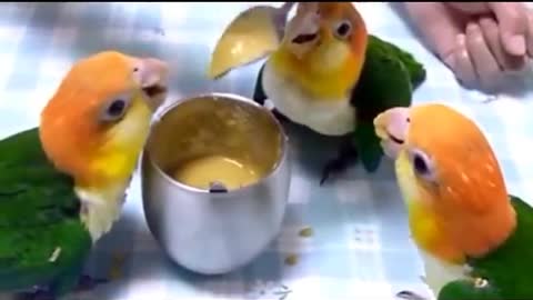 Parrots Having Lunch