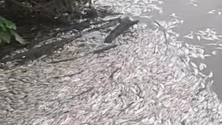 video de prueba peces