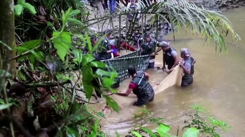 Stranded pink river dolphins rescued in Bolivia