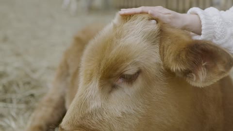 person-petting-a-calf-on-a-farm