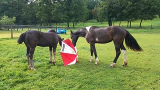 Curious funny horses playing with umbrella
