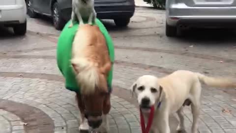 Just a dog riding a pony walked by another dog