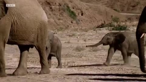 Baby Elephant’s Struggle to Survive (Part 1) | Elephant Nomads of the Namib Desert | BBC Earth