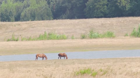 Nature. Pet. Horses graze in a field near the river in the summer