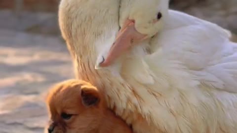 In the cold weather, the dog hides in the mother duck to keep warm!