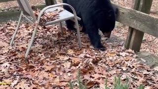 Stubborn Black Bear Doesn't Want to Leave Deck