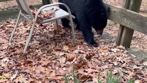 Stubborn Black Bear Doesn't Want to Leave Deck