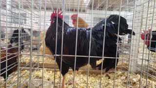 Dark Brown Leghorn Males SDSF 2021