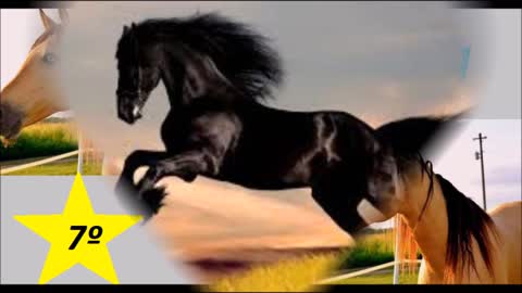 10 Most Beautiful Horses in the World check it out.