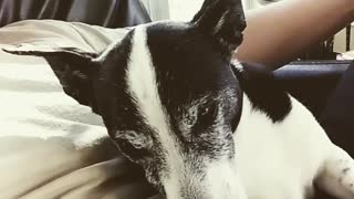 Border collie dog closes eyes and gets ready to nap