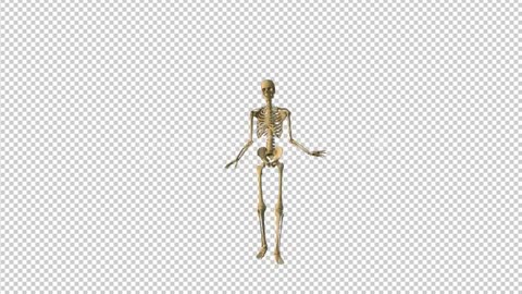 FEMININE SKELETON WALK