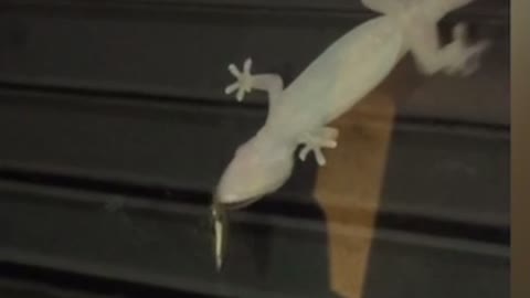 Gecko vs Stink Bug