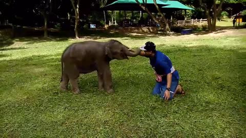 Bumbling Baby Elephant