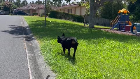 Dog Plays With Divebombing Bird