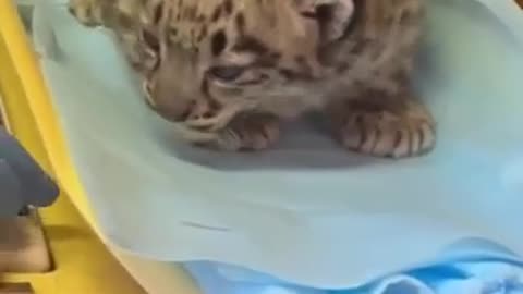 Snow leopard cub going through a check up