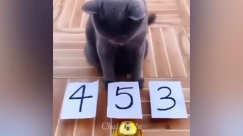 Funny cats videos ever 🐱