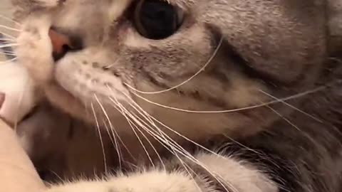 FunnyCatsToday，Funny Cat You Might Never See Before, part21