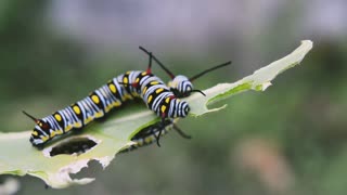 caterpillar eating leaves