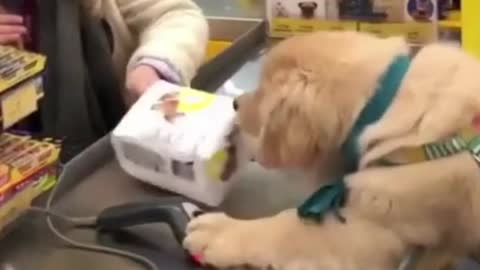 Handsome Dog Deals at the Counter