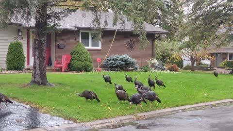 Wild Turkeys invade Ottawa
