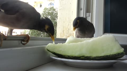 Watch Two Funny Birds Devour a Summery Spread of Melon!