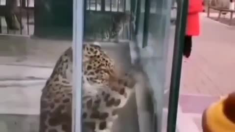 Playful Cheetah