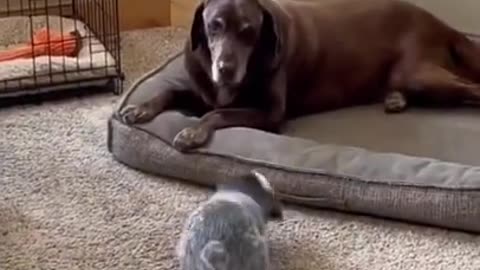 Little puppy tries to get attention from his older dog friend