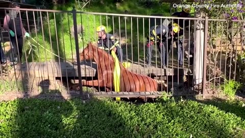 Horse rescued from a trench by firefighters and vets