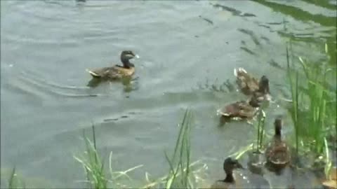 Duck and ducklings, a cheerful family.