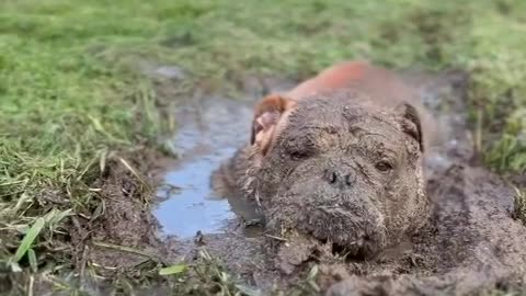 Bulldog Takes a Mud Bath