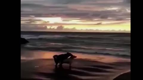 beautiful Sunsets with Dogs