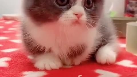 Baby Cats - Cute and Funny Cat Videos