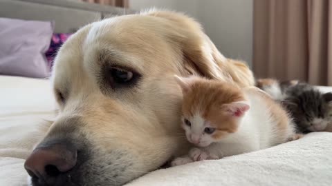 How the Golden Retriever and New Tiny Kittens Became Best Friends [Cutest Compilation]