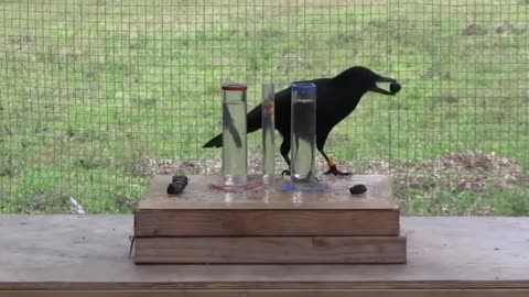 Smart bird finds a way to get food