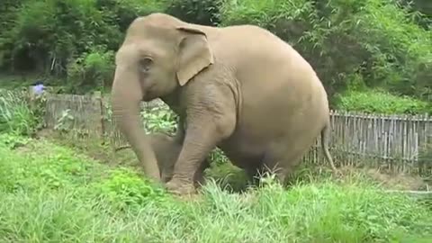 A three week old baby elephant exploring his territory Nong 'Phil strikes out