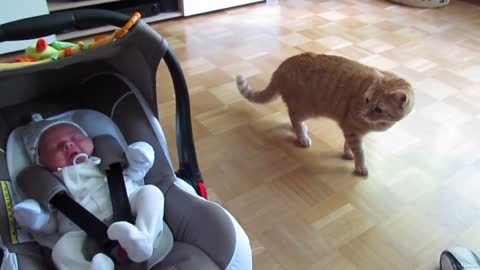 cat meets baby first time
