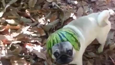 Pug modela un ridículo casco de sandía