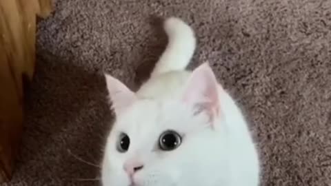 Tik tok Cats :- Cute kitten #shorts tik tok dogs tik tok cats tiktok pets tik tok cats funny