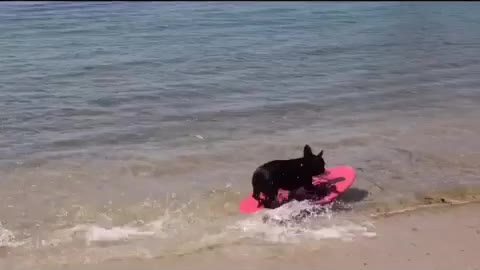 Bulldog Francés es un campeón del skimboarding