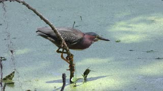 Green Heron catches a fish