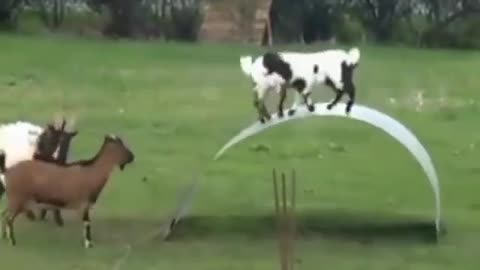 Funny baby goats