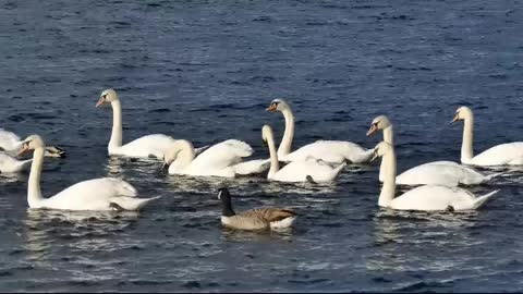 Wow!!! A group of swans swimming in the Lake