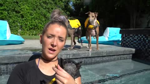 A swimming dog? learn how to do it